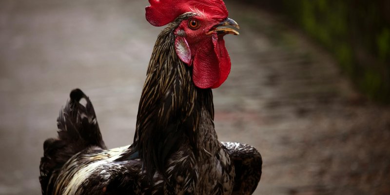 Detailed photo of a colorful rooster showcasing its vibrant comb and feathers in an outdoor setting.