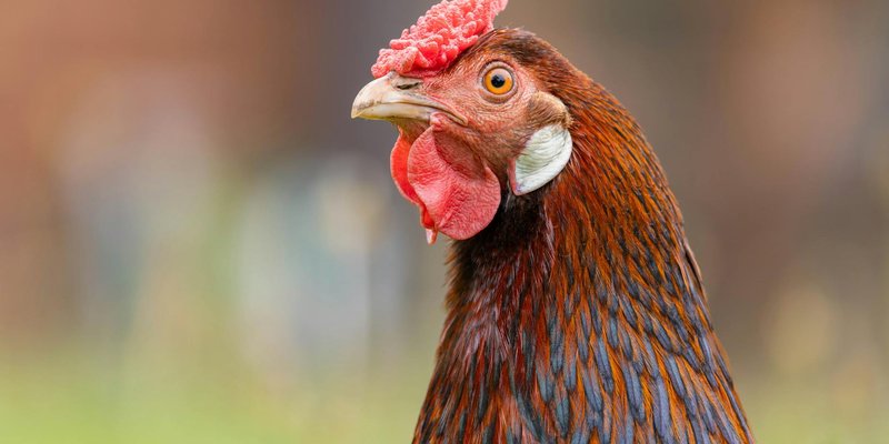 A vivid close-up of a brown hen with colorful feathers in an outdoor setting.