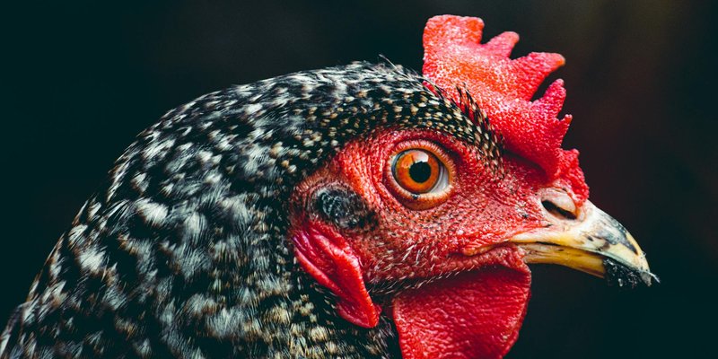 Close-up portrait of a farm chicken with a vibrant red comb and detailed feathers.