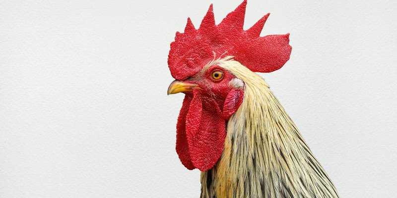 Close-up profile of a rooster with a vibrant red crest and intricate feathers.