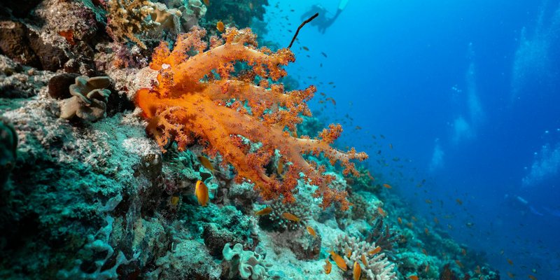 Colorful coral reef underwater with fish swimming in clear blue ocean.