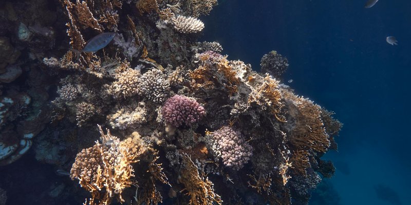 Explore the colorful coral reef underwater in Marsa Alam, Egypt's Red Sea.