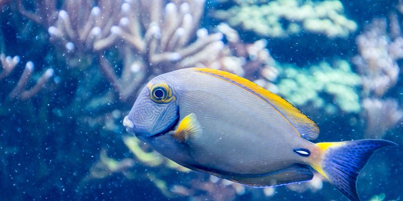 A vivid tang fish swimming gracefully in a vibrant coral reef underwater scene, showcasing marine li