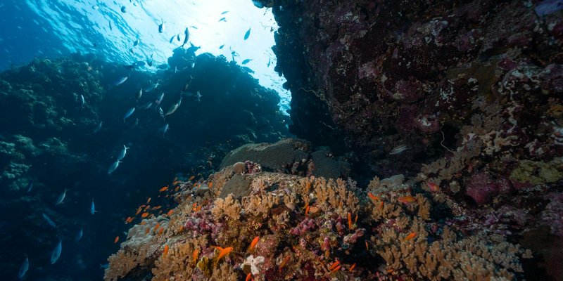 Explore the vivid coral reef teeming with diverse marine life and colorful fish underwater.