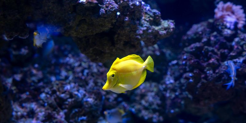 A vivid yellow tang fish gracefully swims in an underwater coral reef aquarium.
