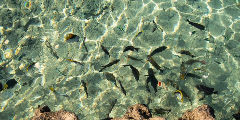 A vivid view of tropical fish swimming in crystal clear water near a rocky shore.