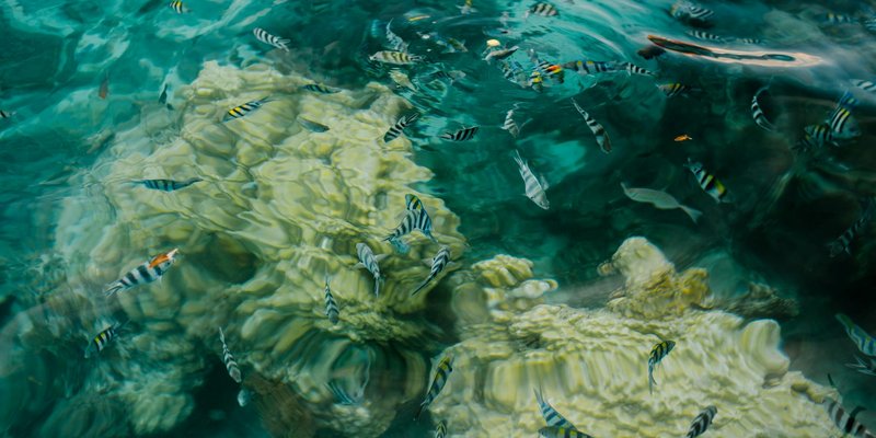 From above of school of tropical Abudefduf fish swimming in clear sea water near reef