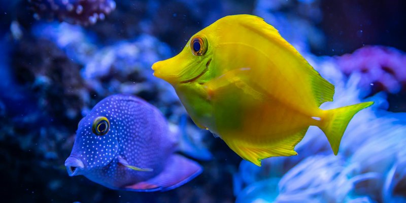 Colorful tropical fish swimming among coral reefs underwater.