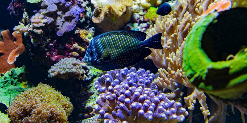 Colorful tropical fish swimming in a vibrant coral reef, showcasing diverse marine life and vivid un