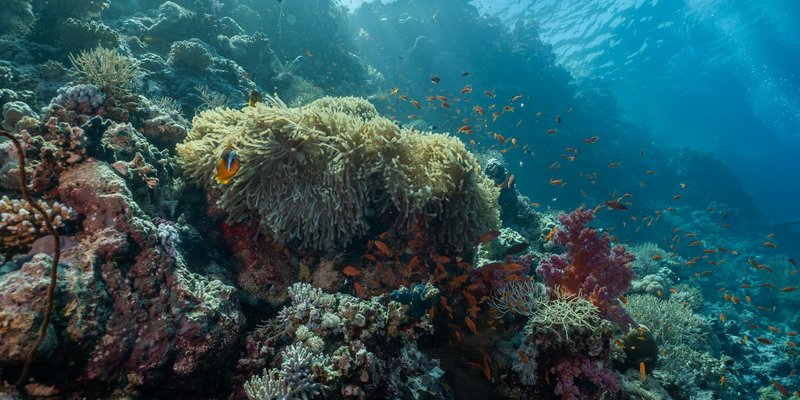 Explore the rich and vibrant life of an underwater coral reef teeming with diverse marine species.
