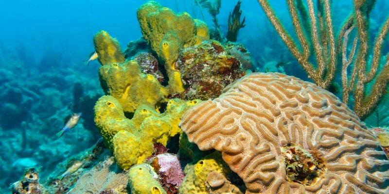 Explore a thriving coral reef teeming with marine life and colorful corals underwater.