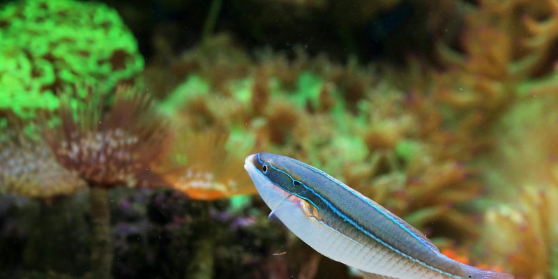 A colorful reef aquarium featuring a brightly hued fish swimming among coral and marine life.