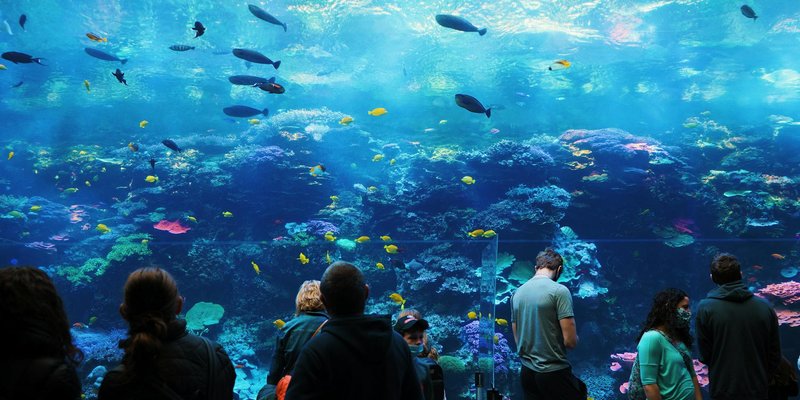 People enjoying the vibrant underwater world at an aquarium. Fish swim amidst colorful coral reefs.