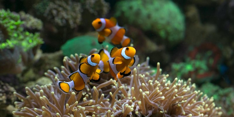 A vivid underwater scene of clownfish swimming above coral habitat in a reef.