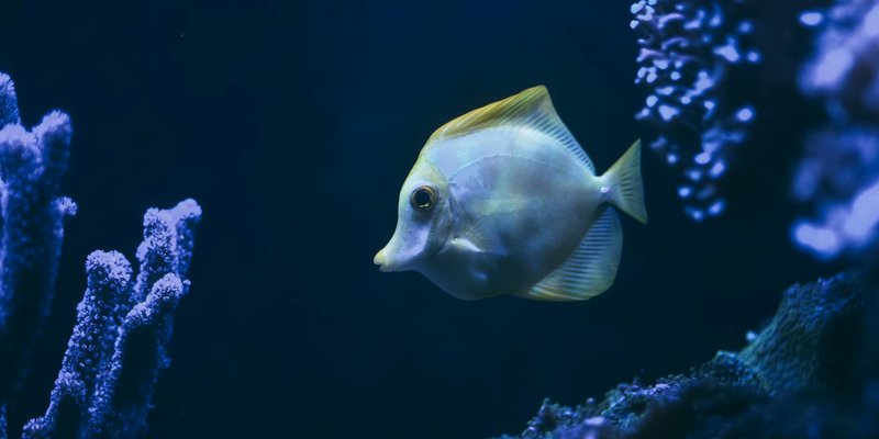A colorful tang fish gracefully swimming among vibrant coral reefs underwater.