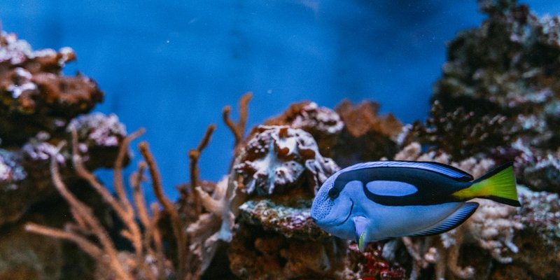 Close-up of a vibrant Blue Tang fish swimming around coral reef in clear blue waters, showcasing tro