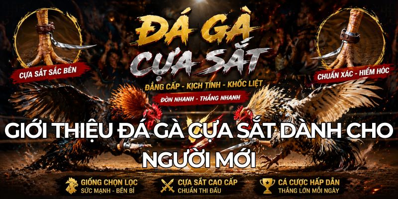 Giới Thiệu Đá Gà Cựa Sắt Dành Cho Người Mới