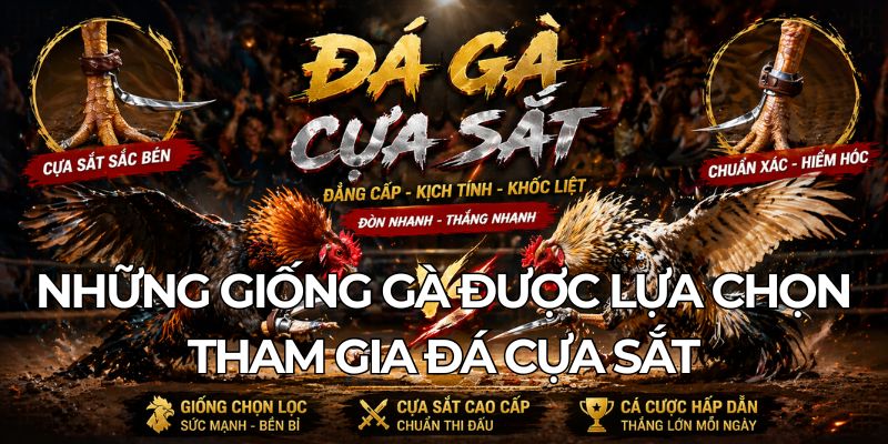 Những Giống Gà Được Lựa Chọn Tham Gia Đá Cựa Sắt